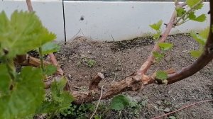 жирующая лоза что делать?