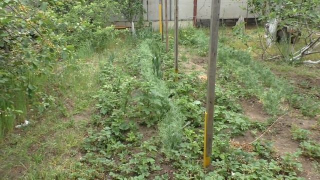 Черешня созревает в нашем саду смотреть онлайн