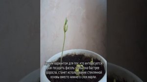 Как посадить фасоль, чтобы она быстрее проросла