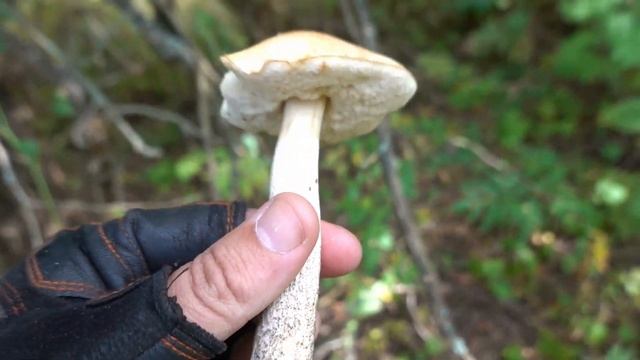 За грибами в яблоневые сады. Белый гриб, подберезовики, подосиновики.