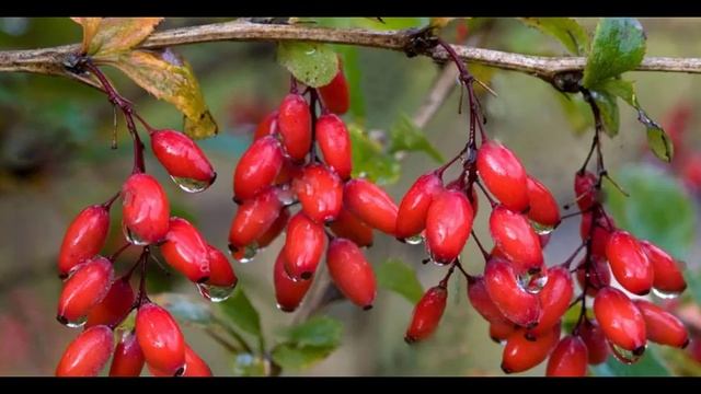 Барбарис плодовый # барбарис полезные свойства смотреть онлайн