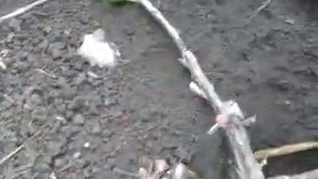 Инжир Турецкий коричневый после зимнего укрытия смотреть онлайн