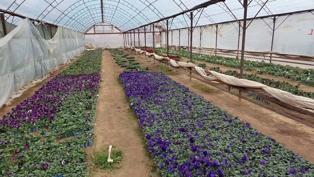 Планы на сезон 2022. Когда начнём??? Может отдохнём!!! ОБЯЗАТЕЛЬНО БУДУТ НОВЫЕ СОРТА Петунии NEW... смотреть онлайн