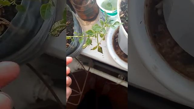 Черенок пепино зимой смотреть онлайн