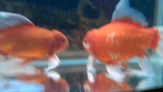 Goldfish золотые рыбки кометы смотреть онлайн