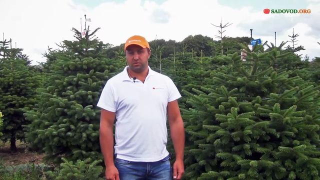 Когда мы перестанем вырубать живые елки в лесу смотреть онлайн