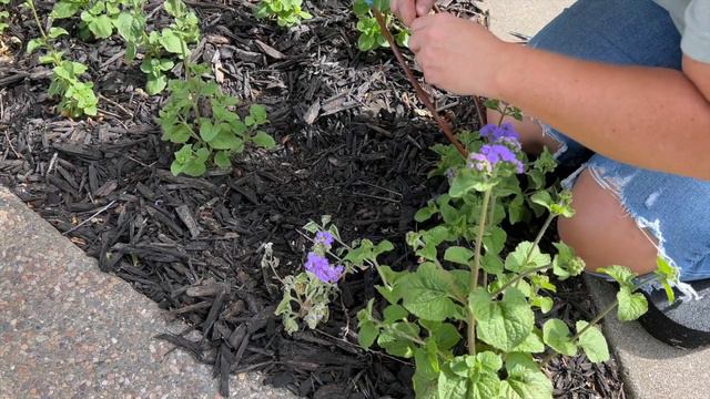 Troubleshooting Problems in the Garden! 🤕🥀💗 :: Pests, Water Issues, Nutrient Issues? 🤷🏼♀️ Zone 9b! смотреть онлайн