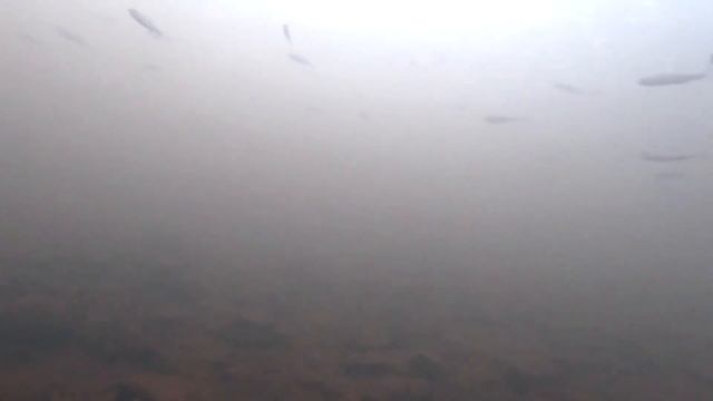 Рыбалка в ноябре на поплавок. смотреть онлайн