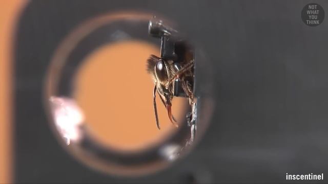 Is it Cruel to Use Bees as Digital Sensors? смотреть онлайн