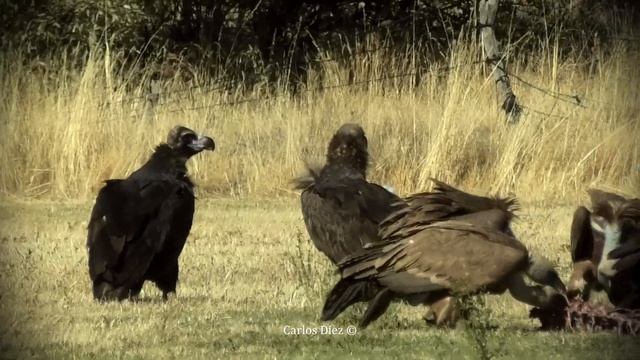 Cinereous Vultures (Aegypius Monachus) And Griffon Vultures (Gyps Fulvus) Eating A Wild Boar