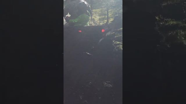 Sportsman 850 смотреть онлайн