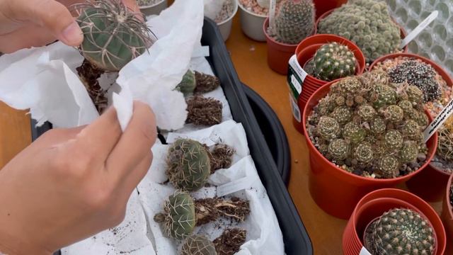 Unboxing Cactus and Succulent from Portugal | 7 Gymnocalycium, Notocactus and Haworthia | Apr24 смотреть онлайн