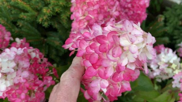 Гортензия метельчатая Фрайз Мельба Hydrangea paniculata Fraise Melba смотреть онлайн
