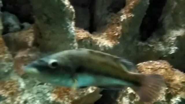 Аквариум на острове Крит))) смотреть онлайн