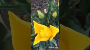 Беседа о разнообразии тюльпанов "Пан Тюльпан" (2021)