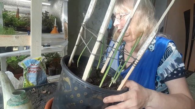 Посадка луковичных цветов в горшки смотреть онлайн