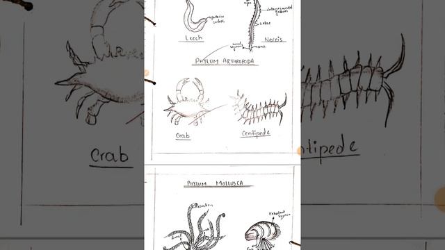 BIOLOGY PRACTICAL NOTE BOOK FOR INTER CLASSES PART 2 ( D ) смотреть онлайн