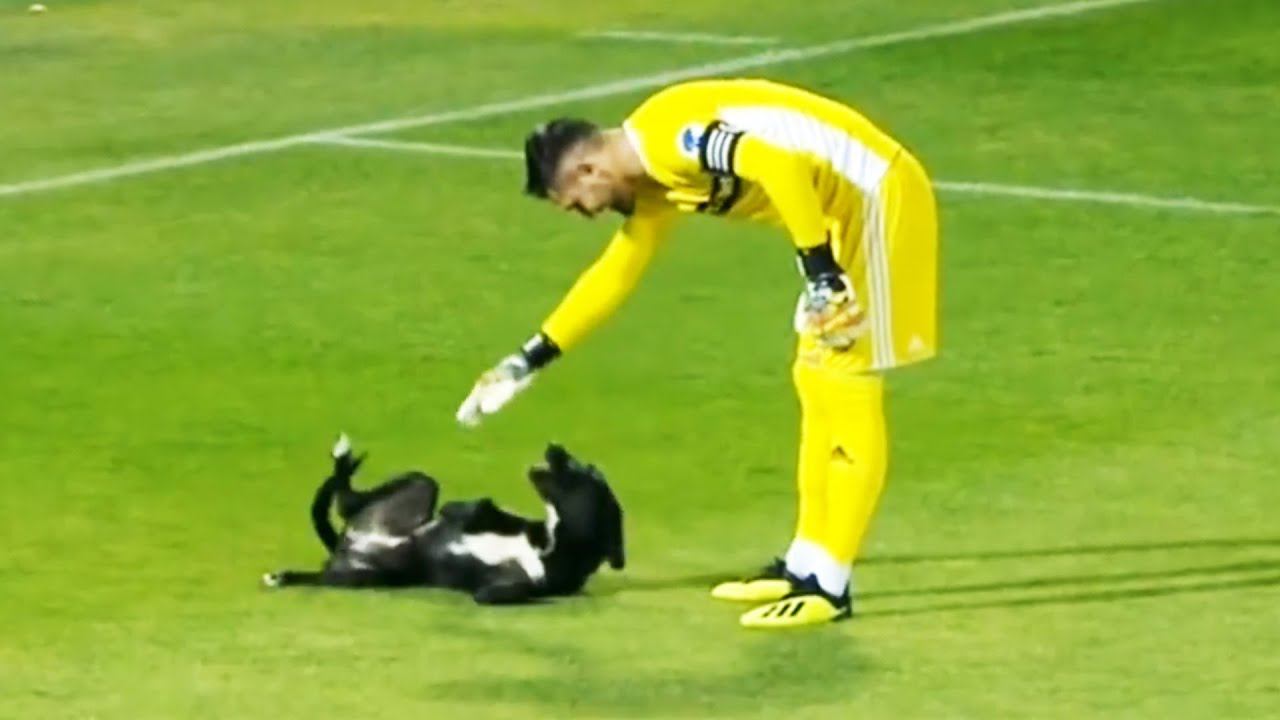 Momentos DIVERTIDOS Con ANIMALES En El Fútbol смотреть онлайн