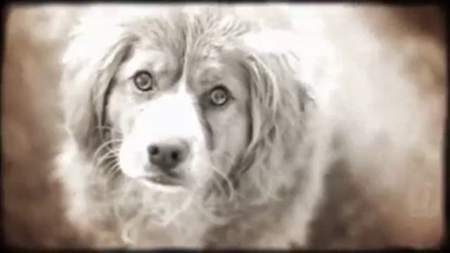 Ох,уж эти животные #4.НЕМОЕ Кино)Советую посмотеть смотреть онлайн