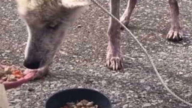 Назло «бывшей» девушке 2 года держал на цепи молодую собачку породы хаски, и довел до истощения… смотреть онлайн