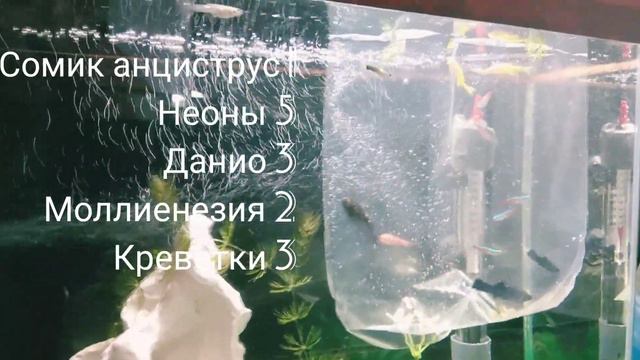 Аквариум 35 литров. Часть 2. Запуск смотреть онлайн
