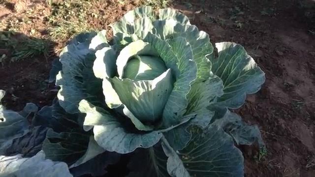 Капуста. Уход и защита от вредителей в августе.mp4 смотреть онлайн