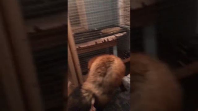 Лисе не нравится на руках #лиса #животные #лисаальма #fox смотреть онлайн