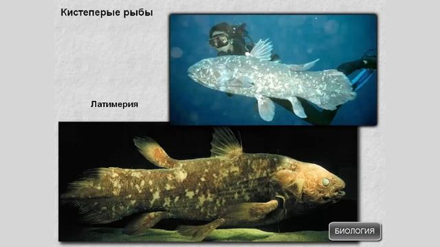 Кистеперые рыбы смотреть онлайн