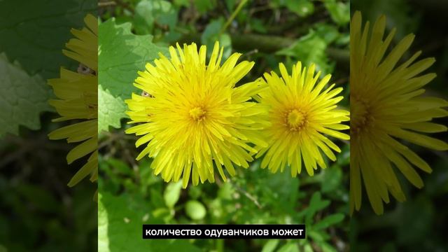 Одуванчик польза использование смотреть онлайн