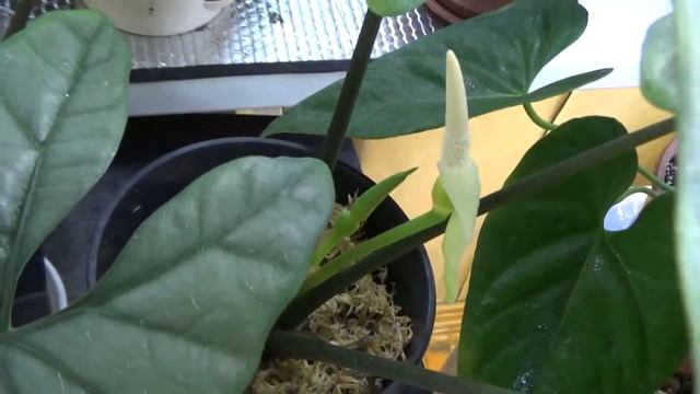 Цветение Алоказий смотреть онлайн