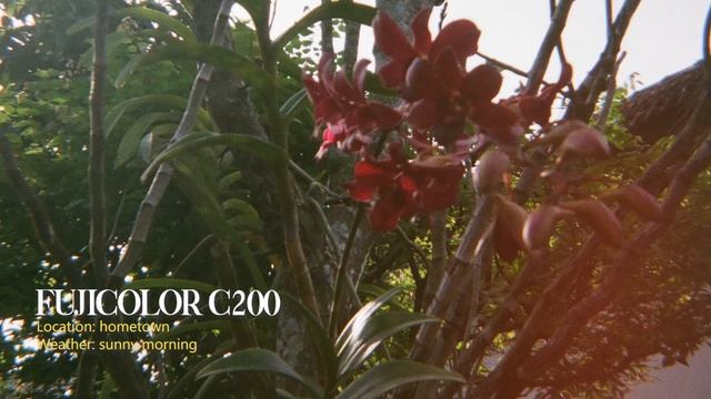 [Film Camera] Half Year Film Camera Photos Preview смотреть онлайн