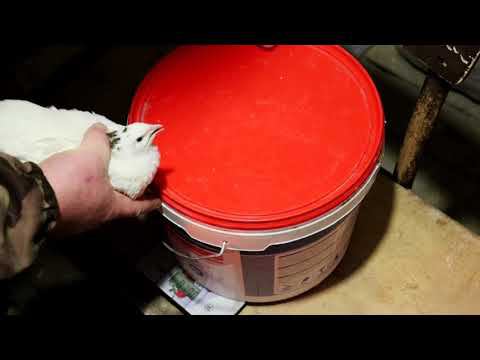 Перепел Белый гигант и Техасский перепел Сравним вес с разницей в возрасте Один месяц смотреть онлайн