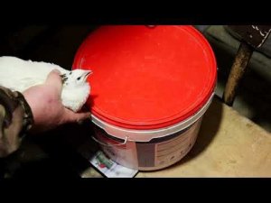 Перепел Белый гигант и Техасский перепел Сравним вес с разницей в возрасте Один месяц