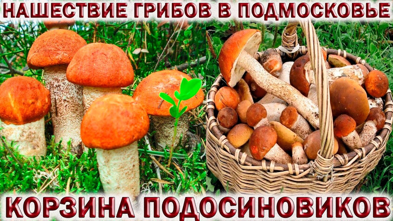 ГРИБЫ ПОДОСИНОВИКИ МАССОВО РАСТУТ В ЛЕСАХ ПОДМОСКОВЬЯ?КОРЗИНА ГРИБОВ?Подберёзовики растут на Даче смотреть онлайн