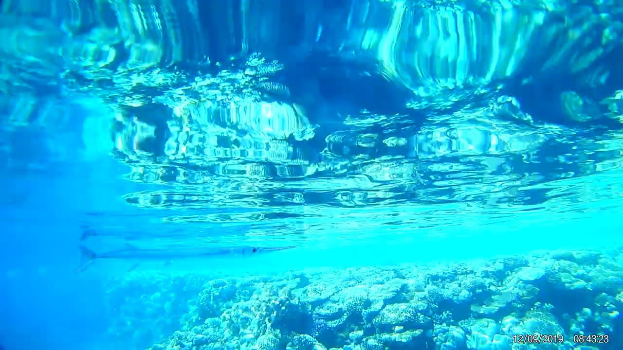 рыба игла и бубырЁк смотреть онлайн