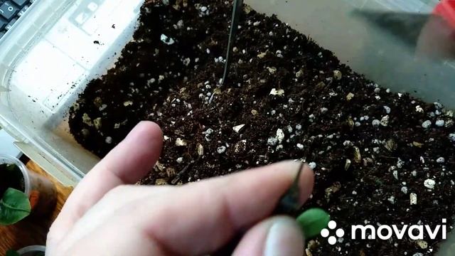 Мои комнатные растения. Работа над ошибками: спасаем черенки иксор. Пересадка гардении.