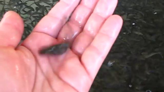 форель в ваннах.avi смотреть онлайн