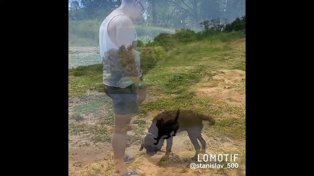 Лабрадор-ретривер в своей стихии?? #лабрадор #плавает #первоекупание #labrador #nofear #красавец смотреть онлайн