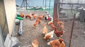 Подсадка петуха курам