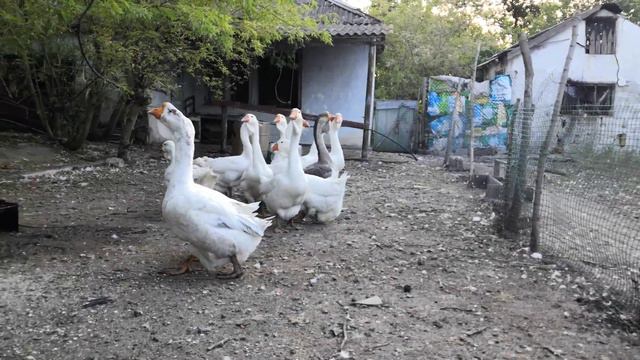 Холмогорские гуси. Привёз 9голов разбавить кровь. в основном белые холмики и пегая гусыня смотреть онлайн