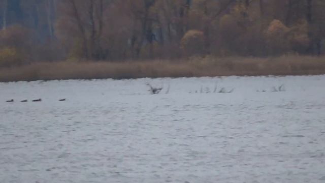 Что за гагара? смотреть онлайн