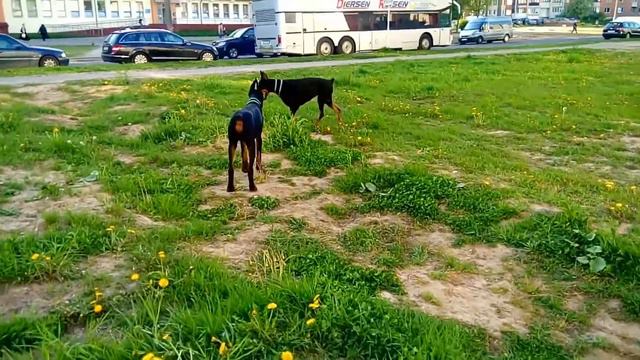 Doberman Versailles Magnifique Jocelin and Ultras revolution vital screen смотреть онлайн