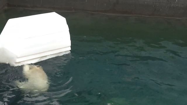 Ребенок взрослеет. Белка стала играть с игрушкой для взрослых медведей. 28.07.2023 смотреть онлайн