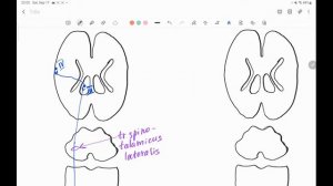 ПРОВОДЯЩИЕ ПУТИ | Анатомия простым языком (часть 1)