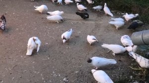 Показательный гон голубей Авакова Артура в Кисловодске!