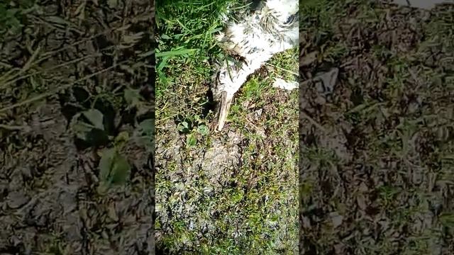 Мёртвый гусь. смотреть онлайн