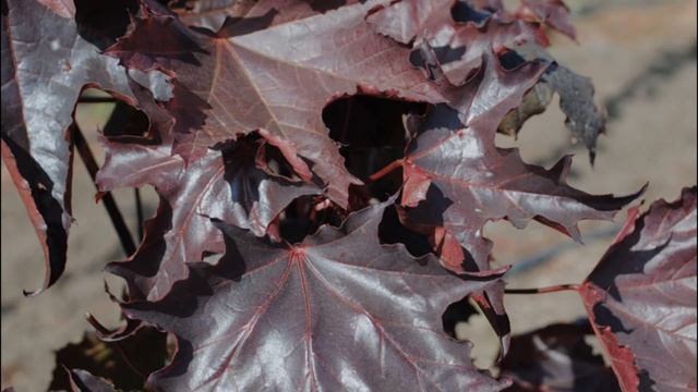 Семинар Биометоды в системе защиты растений и большая экскурсия по Спасскому питомнику смотреть онлайн