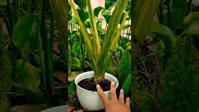 Alocasia Machroriza New Guinea Gold ( sente golden ) смотреть онлайн