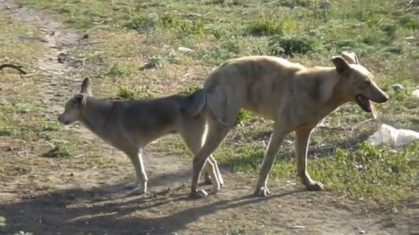 ВЯЗКА СОБАК дворняжек. Собаки в замке - как это выглядит. / breeding dogs