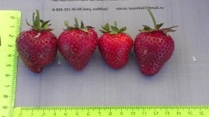 МОЛИНГ СТОЛЕТИЕ